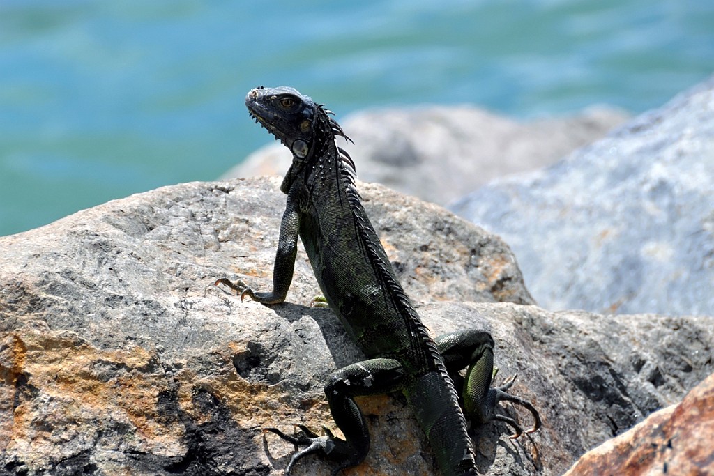 cruise14 (849).jpg
